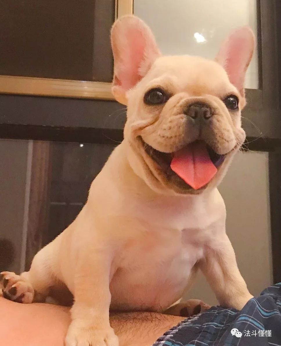 狗狗吃什么补钙最快（狗狗补钙吃钙片还是软骨素好）-硒宝网