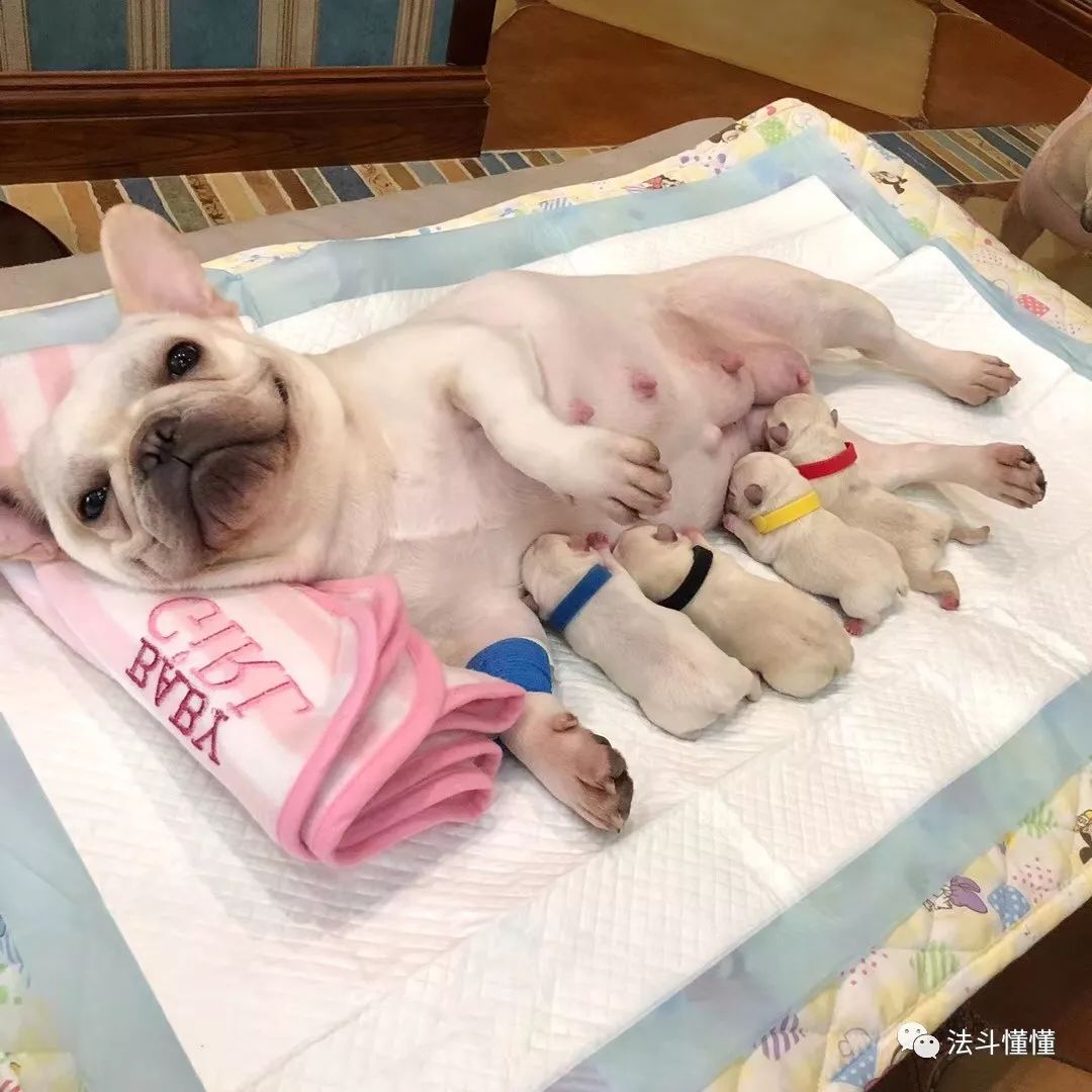 狗狗吃什么补钙最快（狗狗补钙吃钙片还是软骨素好）-硒宝网