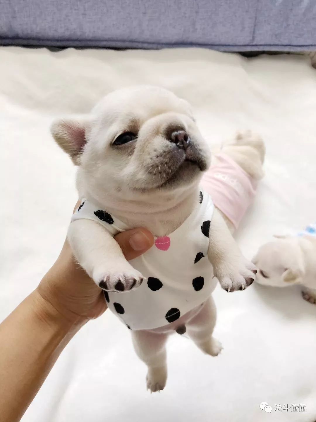 狗狗吃什么补钙最快（狗狗补钙吃钙片还是软骨素好）-硒宝网