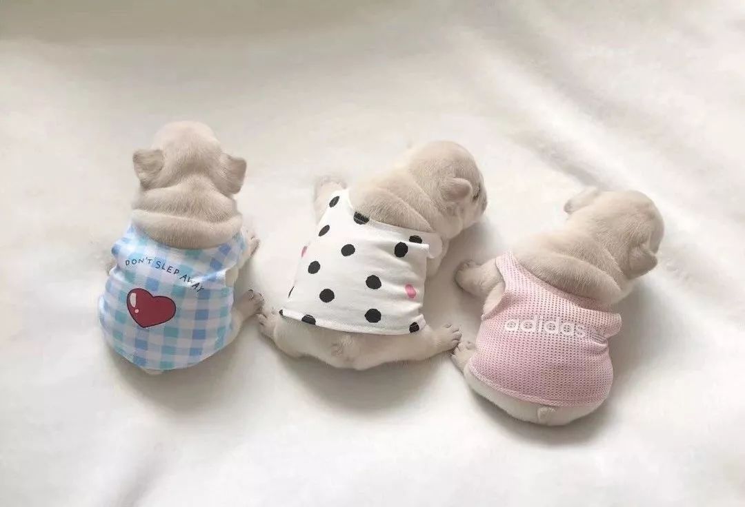 狗狗吃什么补钙最快（狗狗补钙吃钙片还是软骨素好）-硒宝网