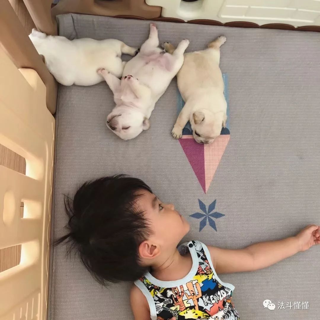 狗狗吃什么补钙最快（狗狗补钙吃钙片还是软骨素好）-硒宝网