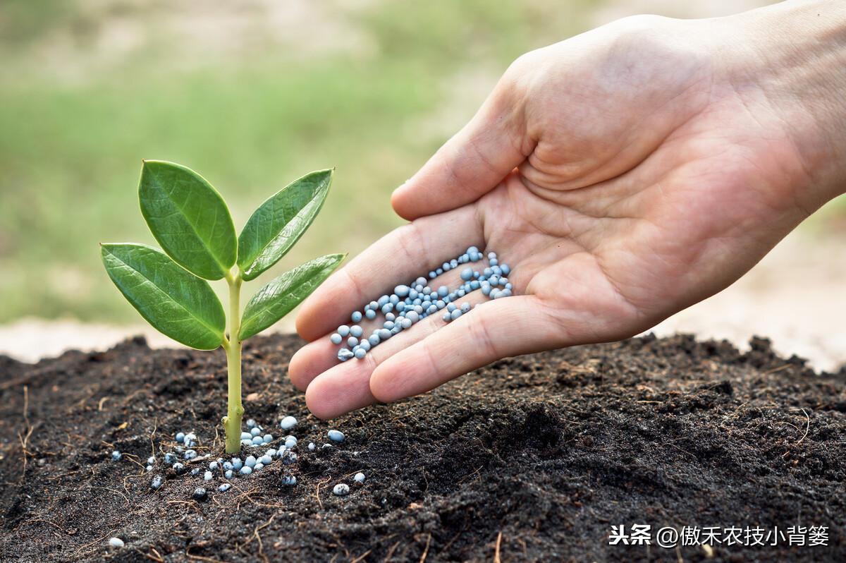 补镁不用补硒可以吗(镁硒怎么读)-硒宝网