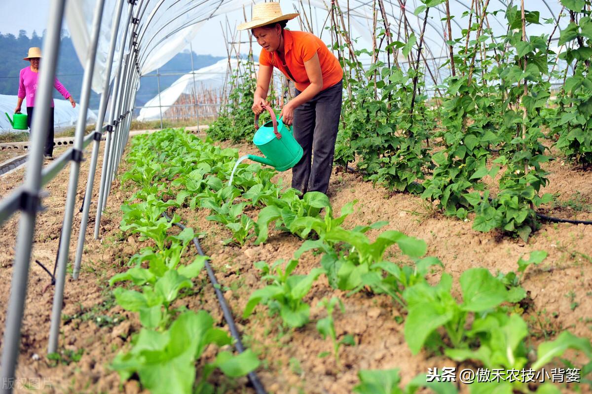 补镁不用补硒可以吗(镁硒怎么读)-硒宝网