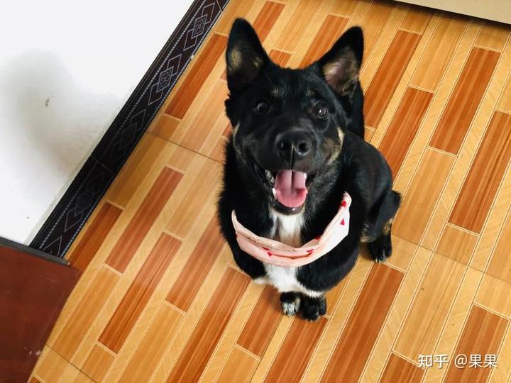 狗狗微量元素(狗狗微量元素十大品牌)-硒宝网