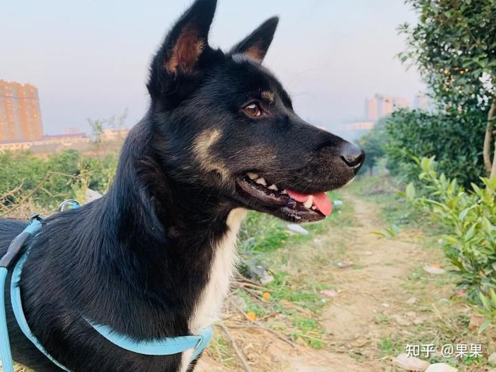 狗狗微量元素(狗狗微量元素十大品牌)-硒宝网