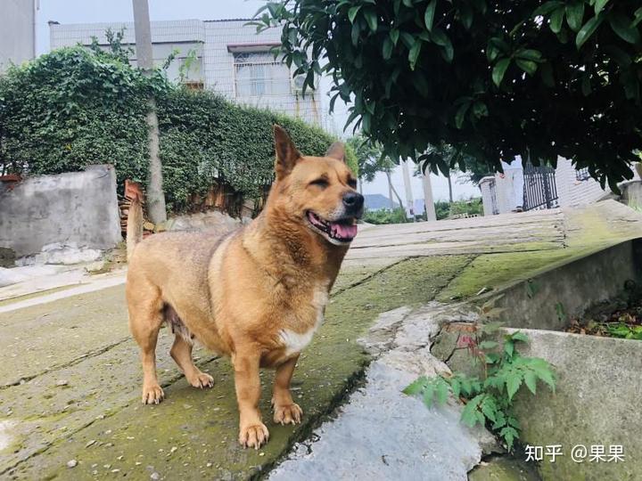 狗狗微量元素(狗狗微量元素十大品牌)-硒宝网