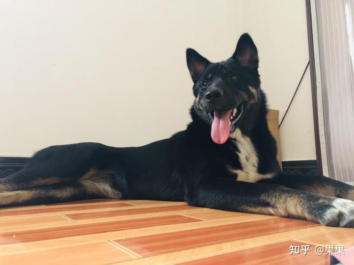 狗狗微量元素(狗狗微量元素十大品牌)-硒宝网