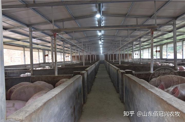 仔猪补硒补多怎么办(仔猪缺硒剖检)-硒宝网