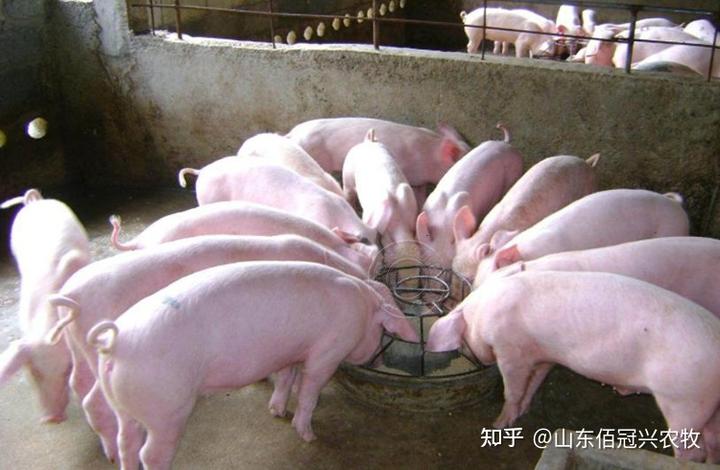 仔猪补硒补多怎么办(仔猪缺硒剖检)-硒宝网