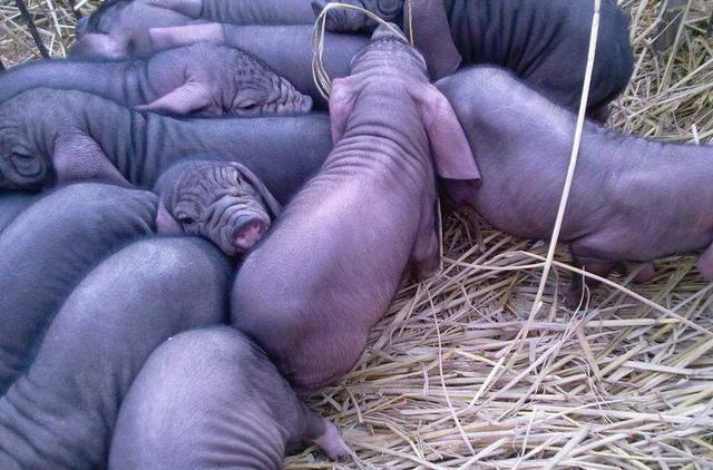 断奶小猪还用补硒吗(仔猪补硒用什么药)-硒宝网