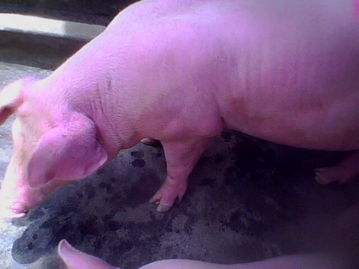 断奶小猪还用补硒吗(仔猪补硒用什么药)-硒宝网