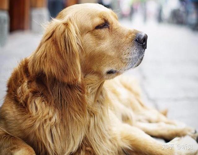 狗吃什么补钙(狗狗吃补钙的食物)-硒宝网