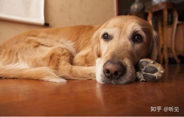 狗吃什么补钙(狗狗吃补钙的食物)-硒宝网