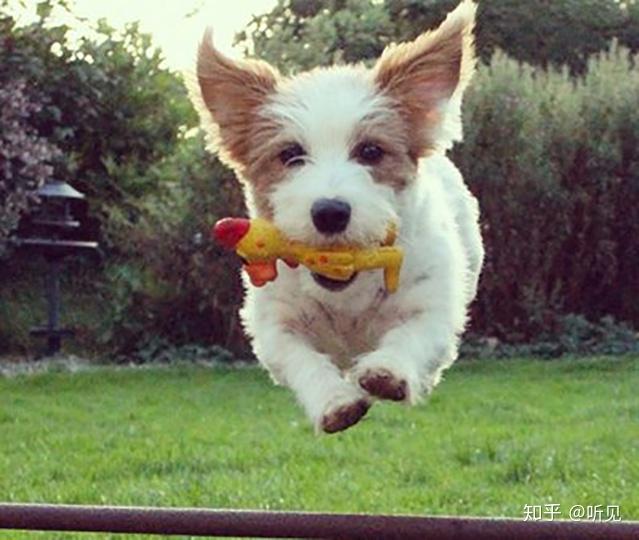 狗吃什么补钙(狗狗吃补钙的食物)-硒宝网