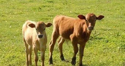 母牛补硒元素含量表（母牛补充微量元素）-硒宝网