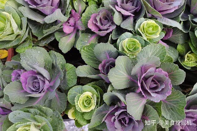 十大补钙蔬菜（蔬菜补钙有哪些）-硒宝网