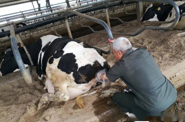 母牛补硒元素含量表（补元素母牛含硒量表格）-硒宝网