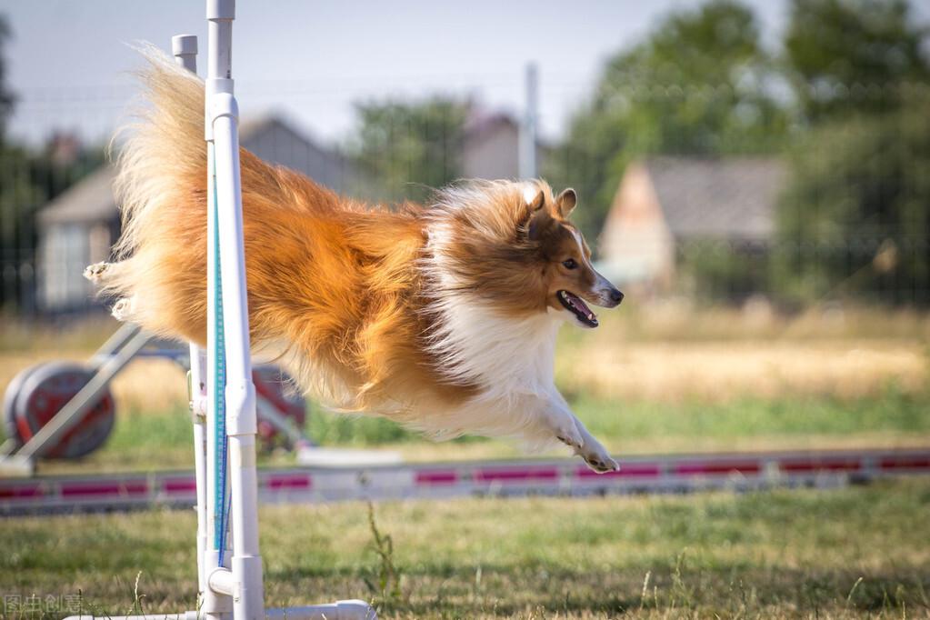 猫 补钙(猫补钙吃什么)-硒宝网