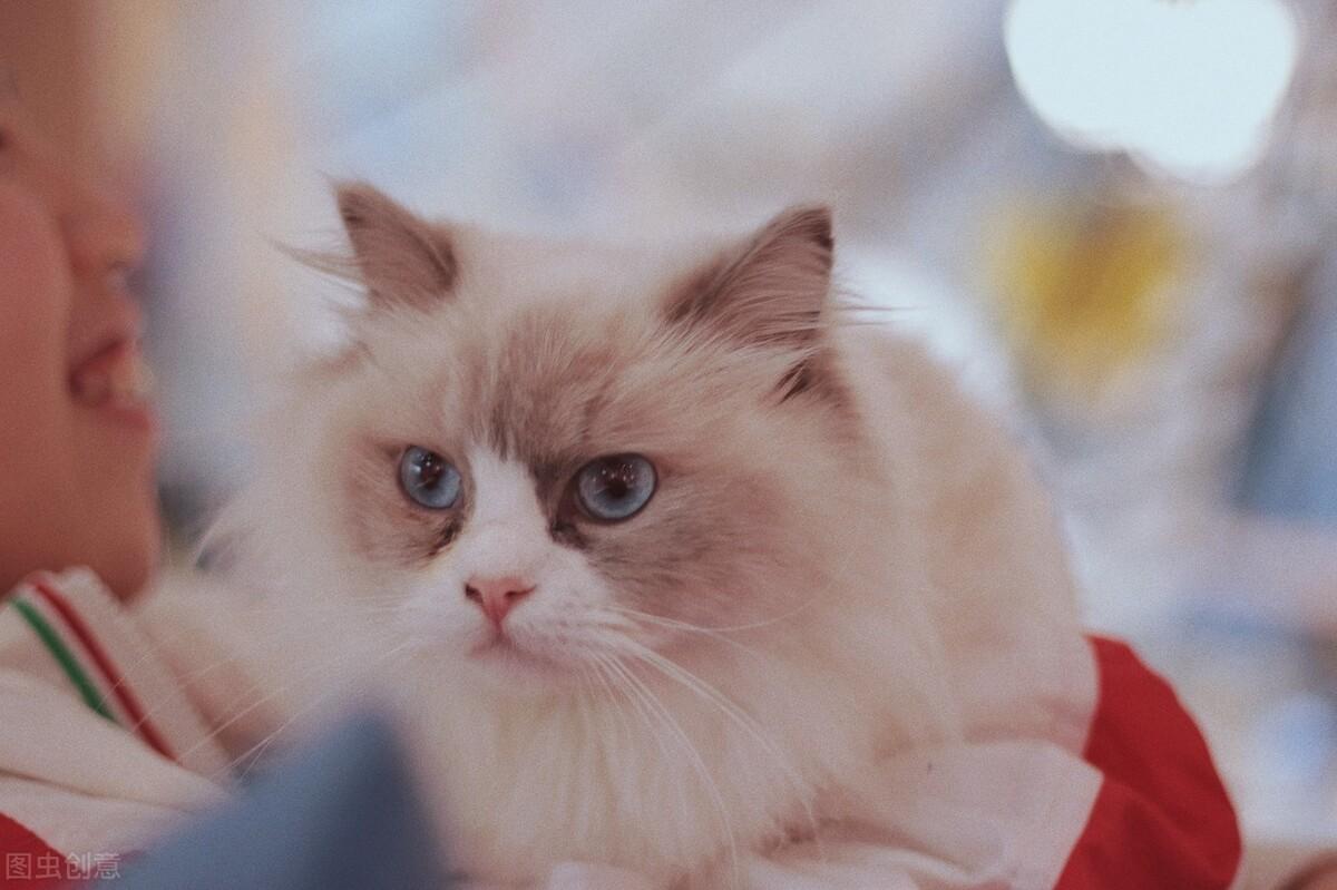 猫 补钙(猫补钙吃什么)-硒宝网