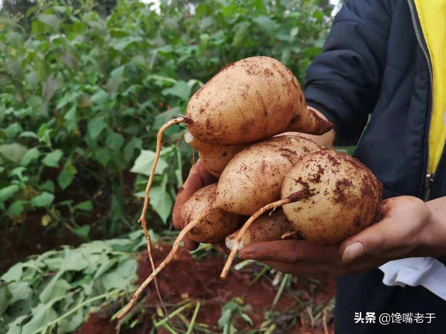 哪些水果补锌补硒的(什么水果锌硒含量最高)-硒宝网