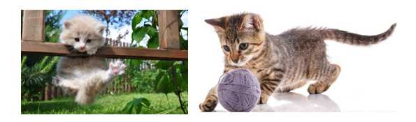 猫咪可以补硒元素吗（猫咪补元素硒可以天天吃吗）-硒宝网