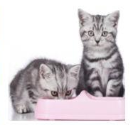 猫咪可以补硒元素吗（猫咪补元素硒可以天天吃吗）-硒宝网