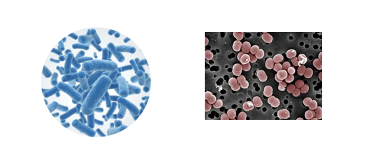猫咪可以补硒元素吗（猫咪补元素硒可以天天吃吗）-硒宝网