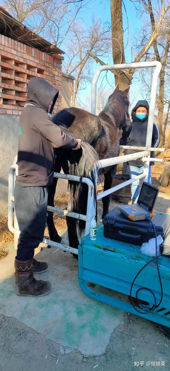 母马怀孕怎么补硒呢(怀孕补母马硒可以吗)-硒宝网