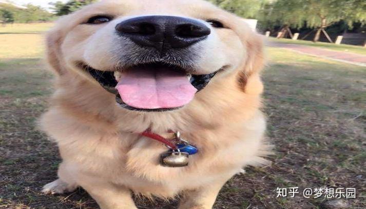 狗狗吃什么补钙(狗狗补钙吃啥)-硒宝网