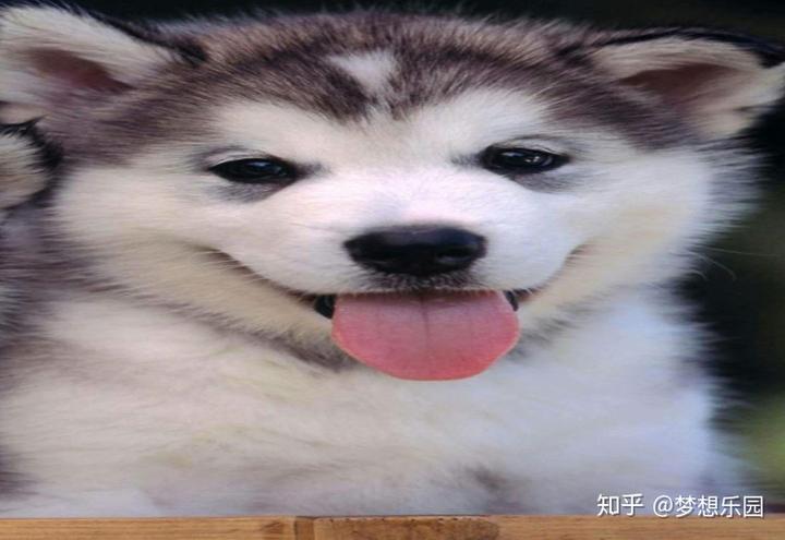 狗狗吃什么补钙(狗狗补钙吃啥)-硒宝网