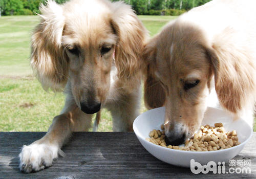 狗狗吃什么补钙（狗狗补钙吃什么食物最好最快）-硒宝网