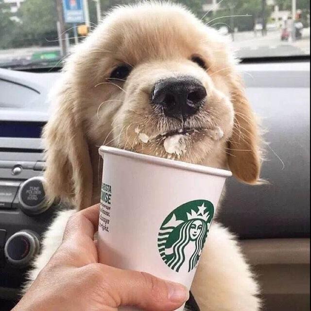 狗狗吃什么补钙（狗狗补钙吃什么好）-硒宝网