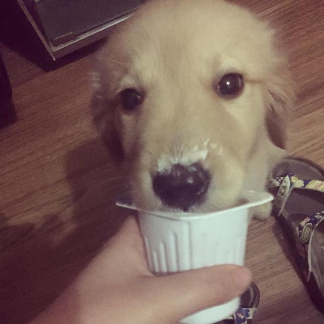 狗狗吃什么补钙（狗狗补钙吃什么好）-硒宝网