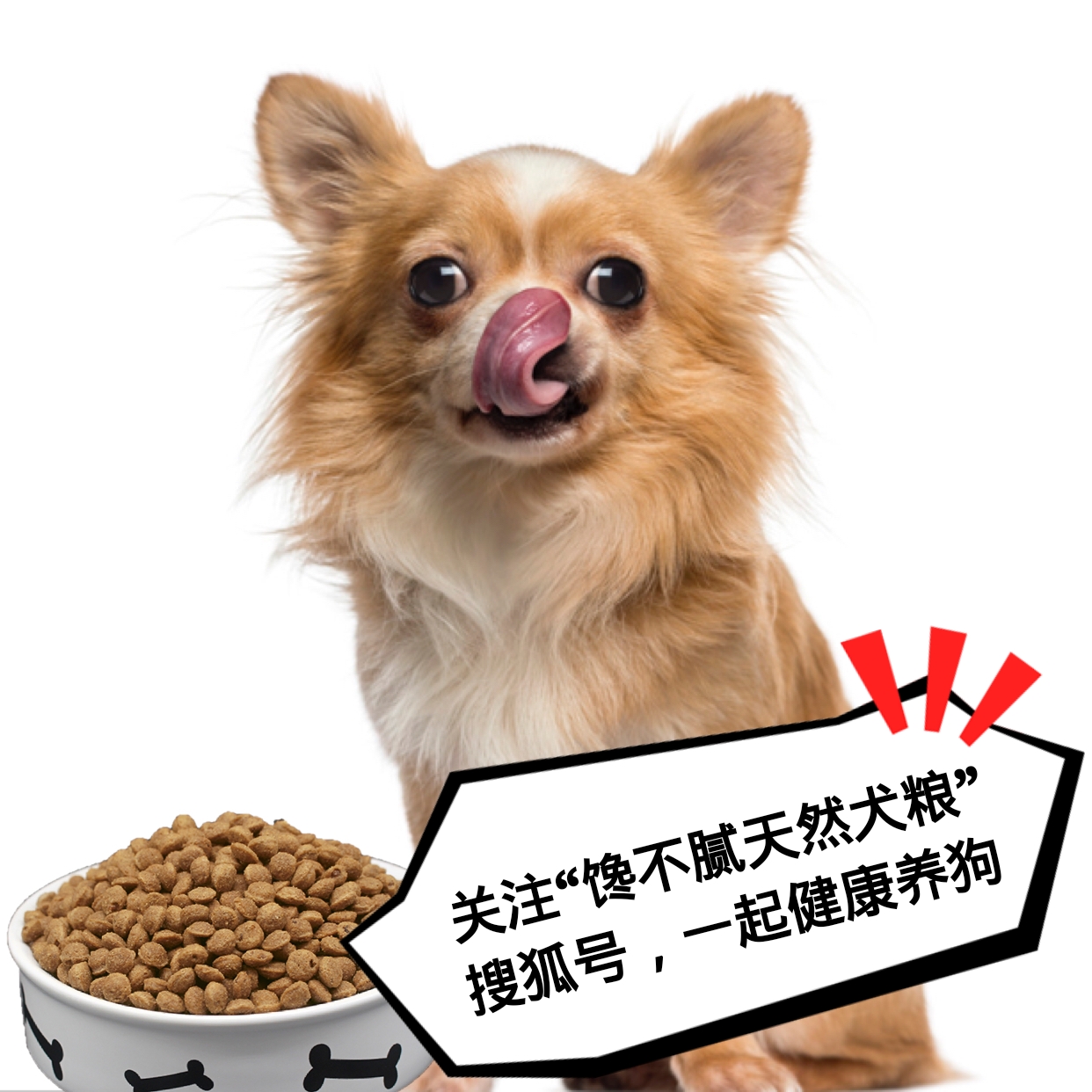 狗狗吃什么补钙（狗狗补钙吃什么好）-硒宝网