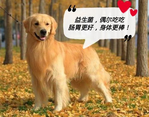 狗狗吃什么补钙（狗狗补钙吃什么好）-硒宝网