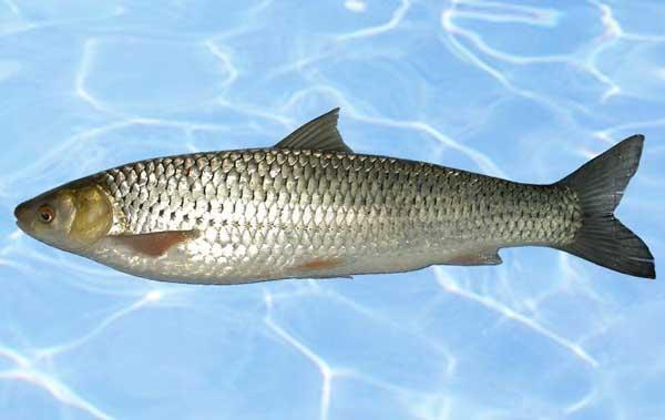 全国补硒骗局揭秘图(补硒骗局要去哪举报)-硒宝网