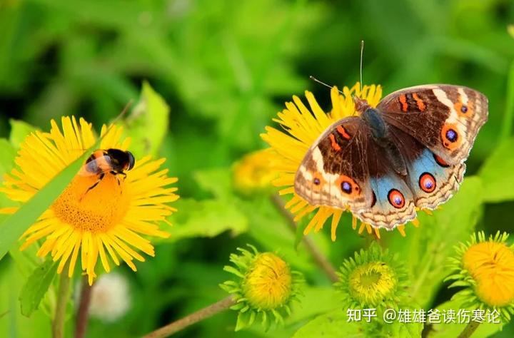 吃什么东西补铁（补铁吃的东西）-硒宝网