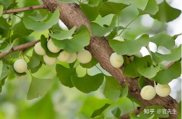 甲状腺结节能补硒嘛(甲状腺结节吃硒片好吗)-硒宝网