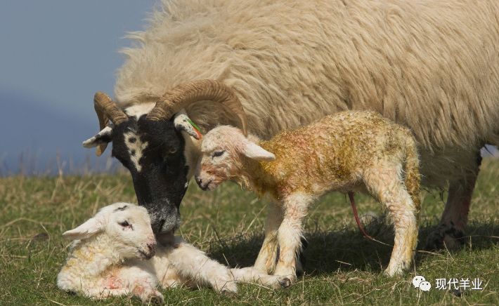 母羊用什么可以补硒(给羊补硒用什么药)-硒宝网