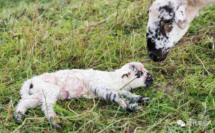 母羊用什么可以补硒(给羊补硒用什么药)-硒宝网