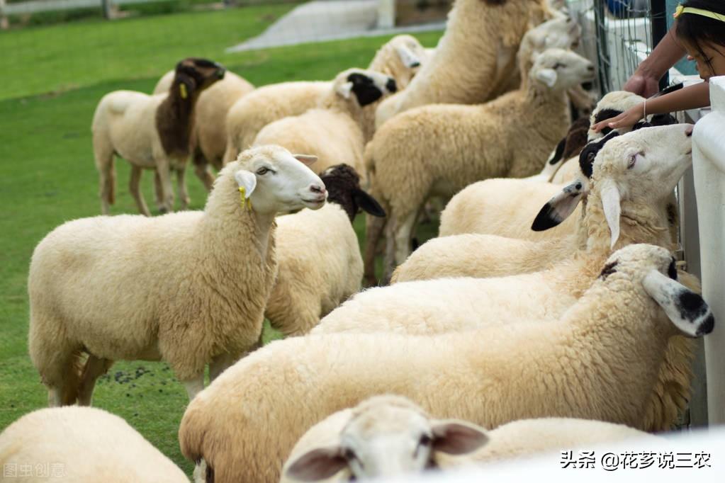 母羊产前需要补硒吗（补产前母羊需要硒元素吗）-硒宝网