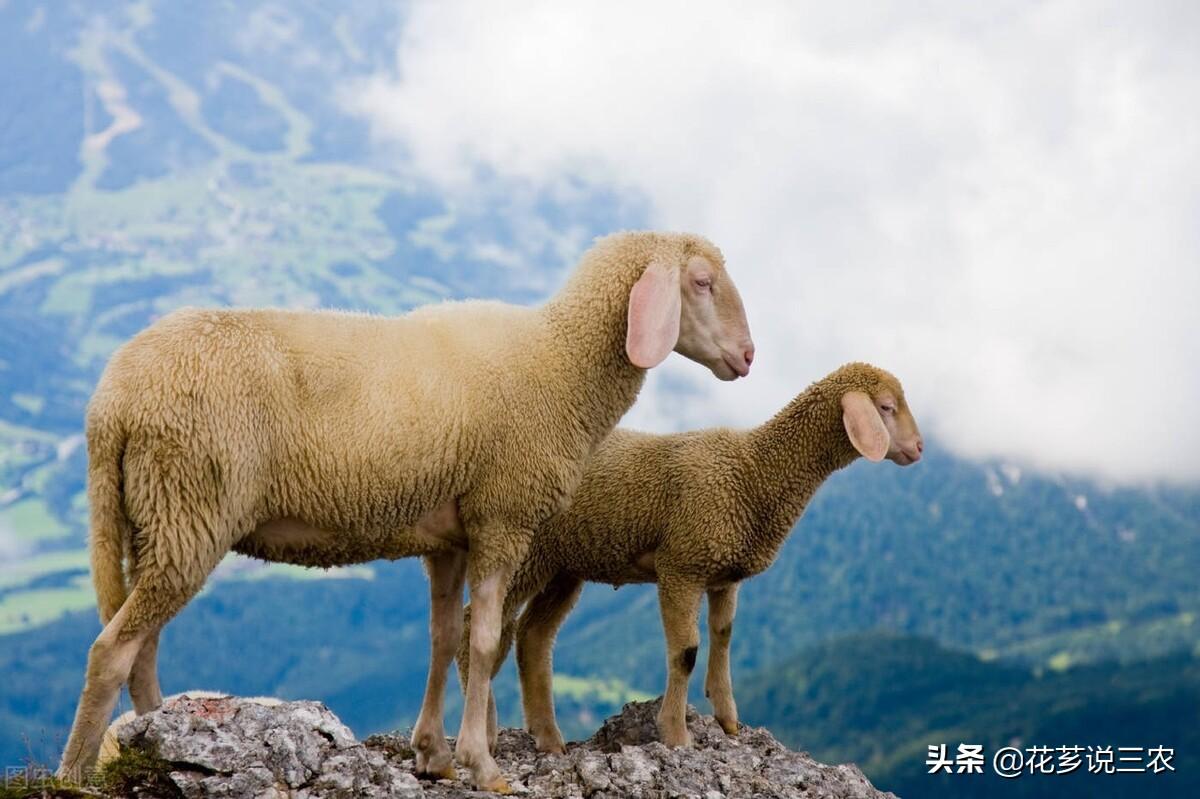 母羊产前需要补硒吗（补产前母羊需要硒元素吗）-硒宝网