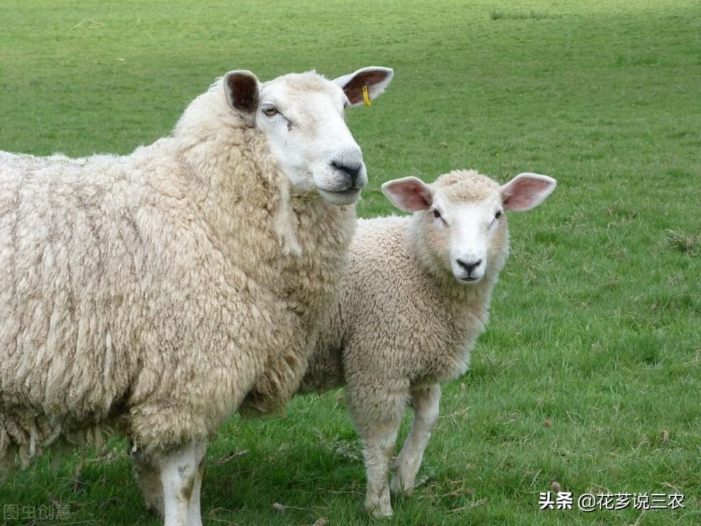 母羊产前需要补硒吗（补产前母羊需要硒元素吗）-硒宝网