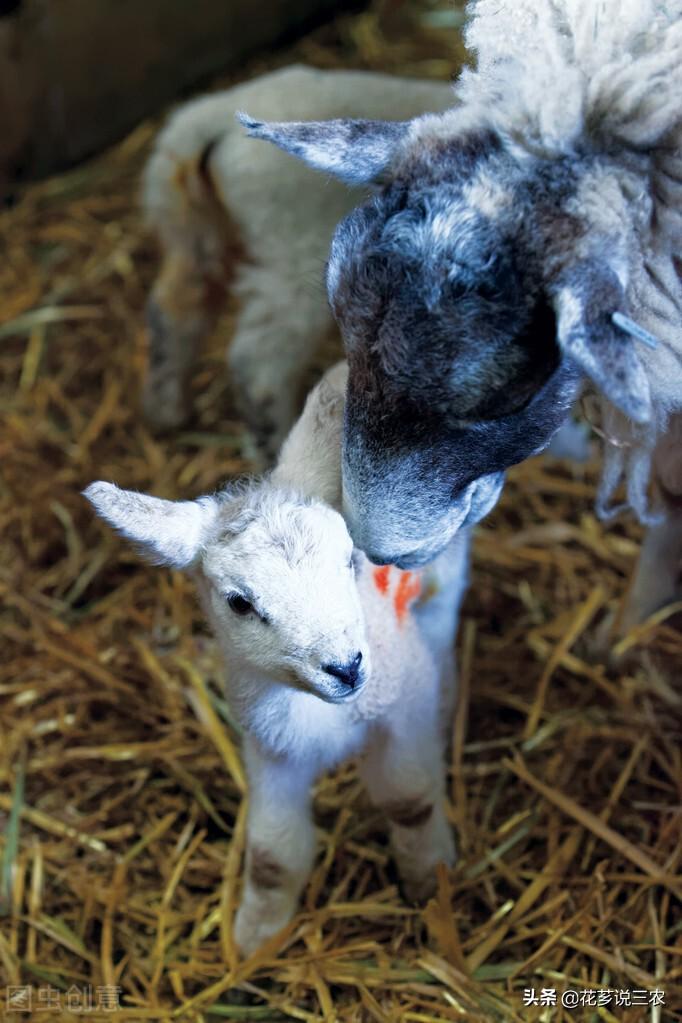 母羊产前需要补硒吗（补产前母羊需要硒元素吗）-硒宝网