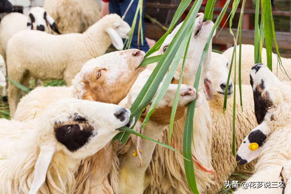 母羊产前需要补硒吗（补产前母羊需要硒元素吗）-硒宝网