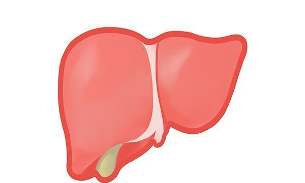肝脏不好可以补硒吗(肝脏可不可以补硒)-硒宝网