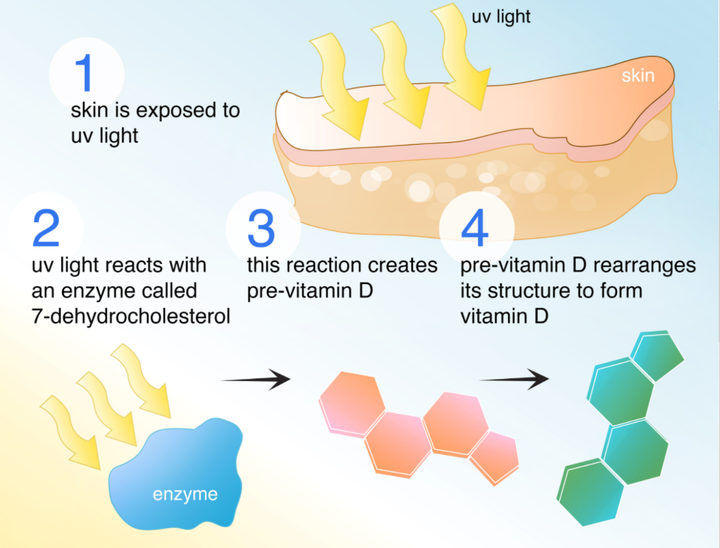 老年人怎样补钙（补钙老年人吃什么食物最好最快）-硒宝网