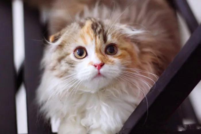 猫咪补钙(猫咪补钙最简单的方法)-硒宝网