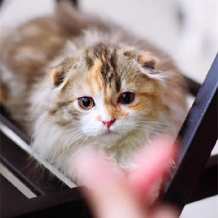 猫咪补钙(猫咪补钙最简单的方法)-硒宝网