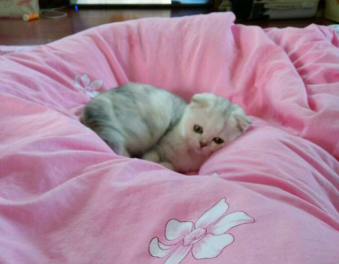 猫咪补钙(猫咪补钙最简单的方法)-硒宝网